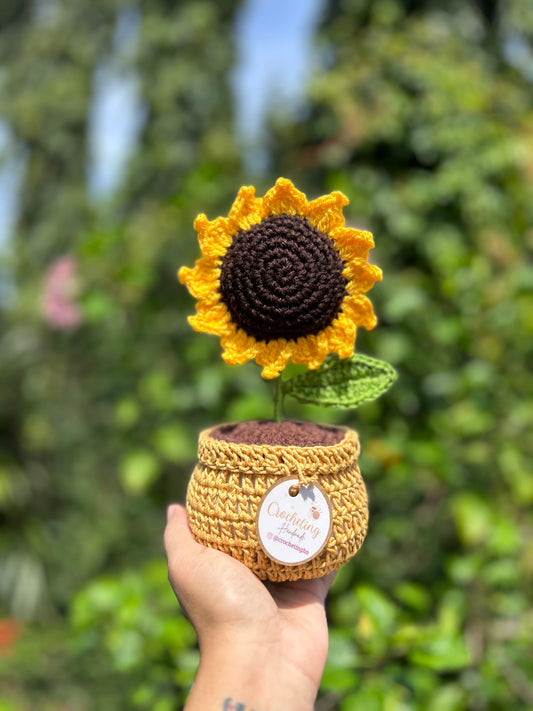 Girasoles en macetera
