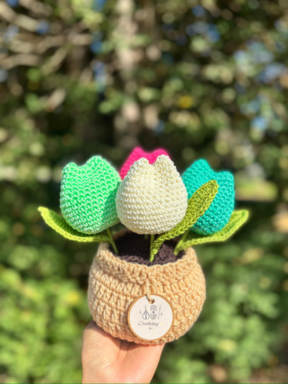 Tulipanes en Macetera