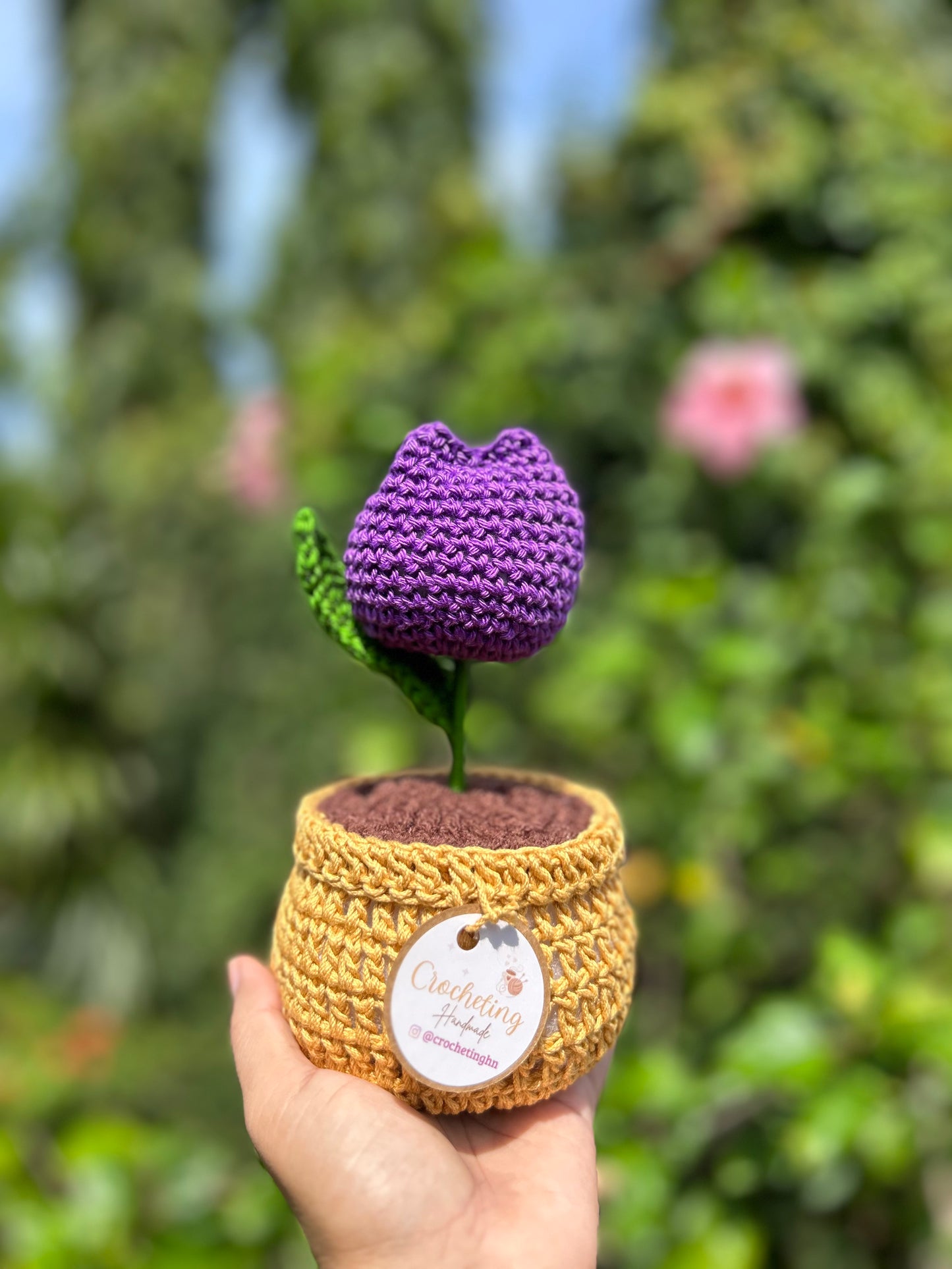 Tulipanes en Macetera