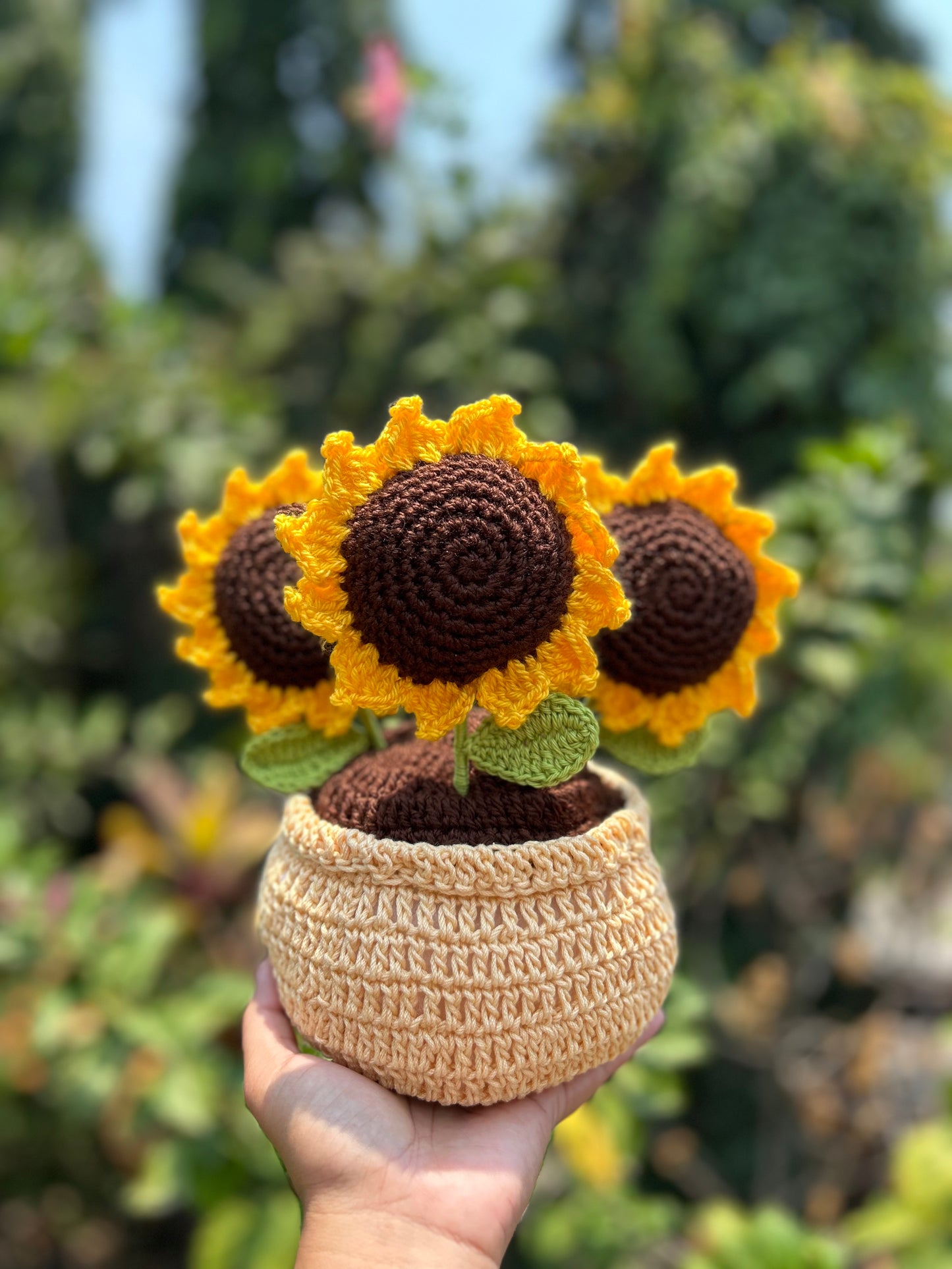 Girasoles en macetera