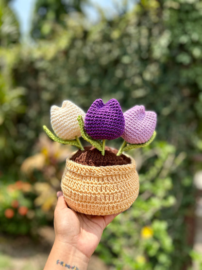 Tulipanes en Macetera