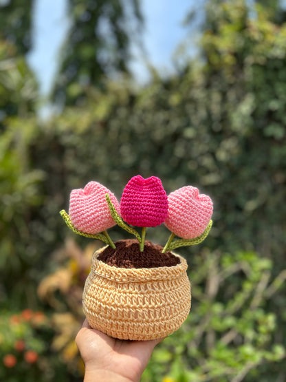 Tulipanes en Macetera