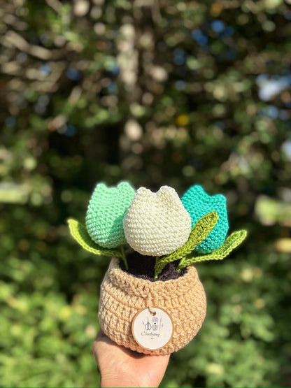 Tulipanes en Macetera